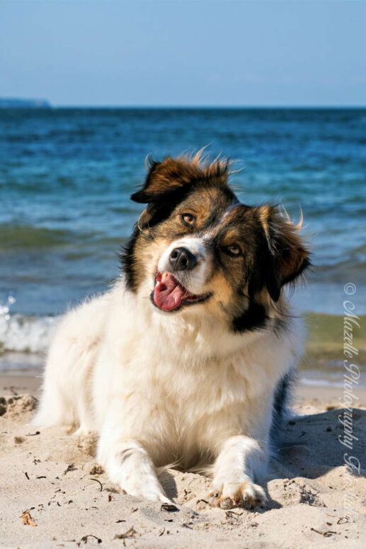 Ein Hund liegt entspannt am Strand der Ostsee – umgeben von Sand, Licht und Weite. Die fotografische Begleitung durch die Tierfotografen vom Mazelle Photography Fotostudio® fängt diesen friedvollen Moment mit Feingefühl und künstlerischem Blick ein. Ein Bild, das Gelassenheit, Vertrauen und die stille Verbindung zwischen Tier und Natur erzählt.
